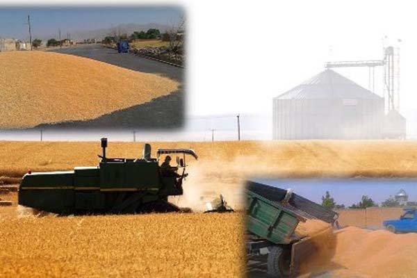 200 هزار تن گندم از کشاورزان سقزی خریداری شد