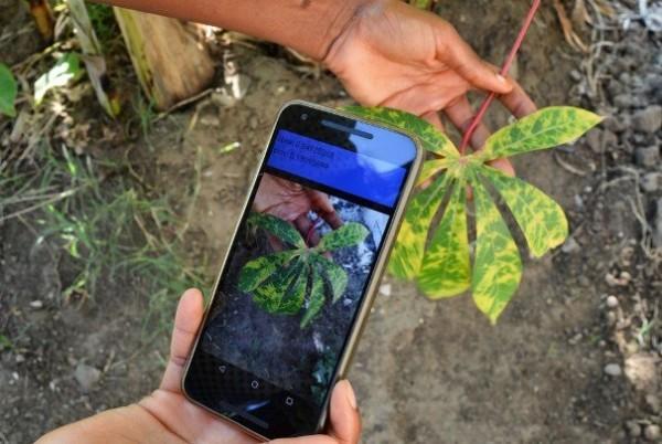 اپلیکیشنی که بیماری گیاهان را به کشاورز اطلاع میدهد