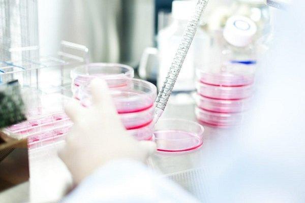 سلول درمانی جایگزین پیوند کلیه می گردد