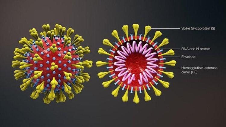 برخی حقایق عجیب درباره ویروس ها و کووید-19