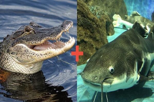 اصلاح نژاد گربه ماهی ها با دی. ان. ای تمساح برای مصرف غذایی